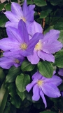 Clematis 'Dianna's Delight' 2019